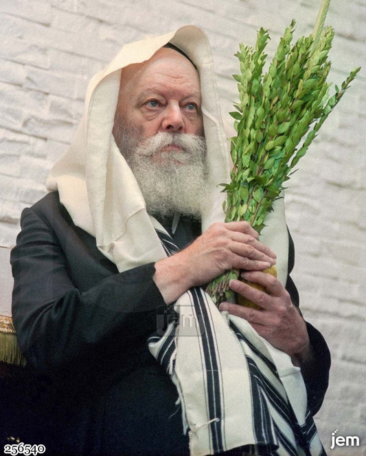 תמונה JEM ID -256540